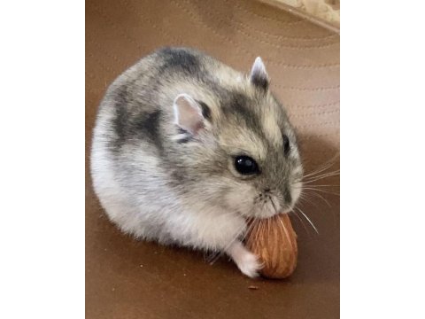 Gonzales hamster yavrular heryere gönderim