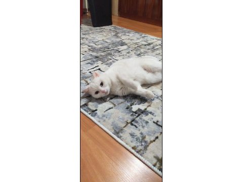 Ücretsiz sahiplendirme kedimiz eğitimli oyun kedisi