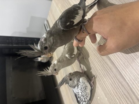 Çok tatlı yavru sultanlar albino ve wf çifti