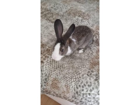Ginepig tavşan var