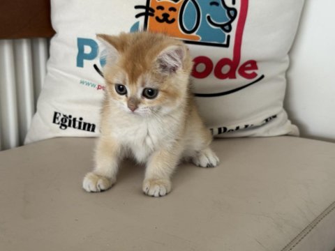 Ankarada ziyarete açık golden british shorthar yavrular