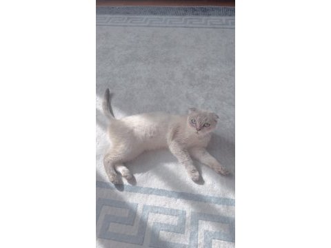 5 aylık dişi scottish fold çiftleşmeye hazır