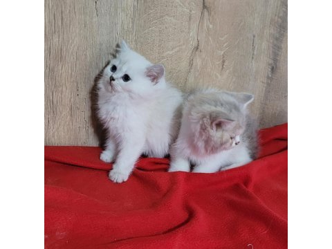 Şirin british shorthair yavrular