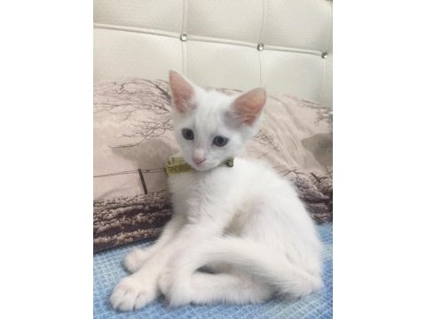 2 aylık minik van kedimiz