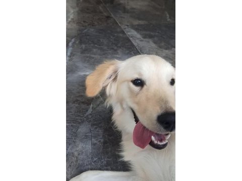 İnsan canlısı dişi golden retriever