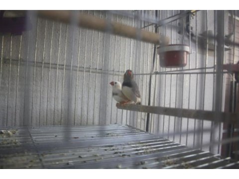 Sahibinden farklı cinslerden ve renklerden finch (ispinoz)