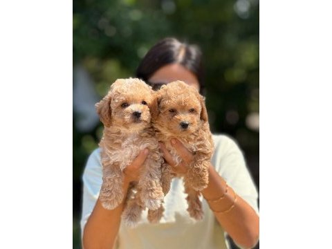 Büyümeyen aşılı çiş eğitimli maltipoo bebekler