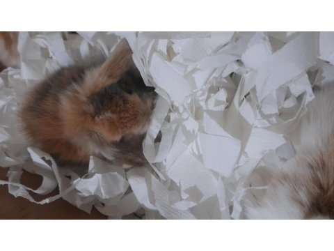 Sevimli lop tavşan yavrusu