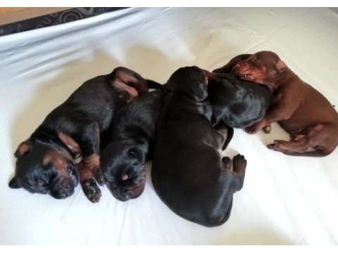 Fcı kıf şecereli a clas doberman yavruları