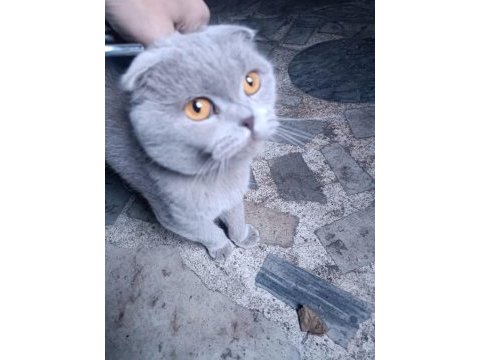 Satılık scottish fold tuvalet eğitimi vardır