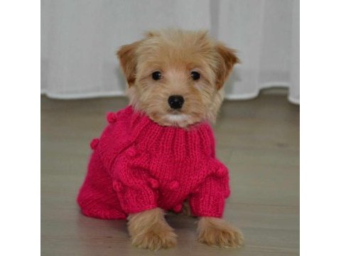 Ultra minik maltipoo yavrumuz