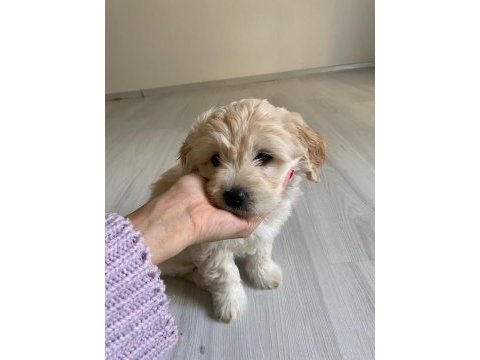 Sütten yeni kesildi dişi ve erkek morkie yavrularımız