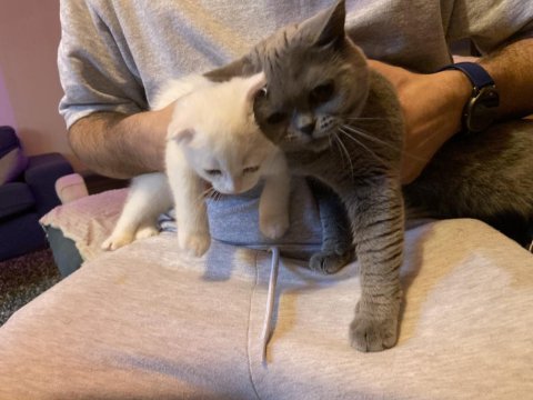 Safkan dişi british shorthair