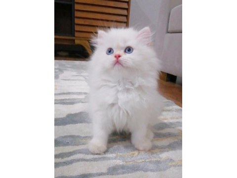 Karlar kraliçesi harika bebek chinchilla