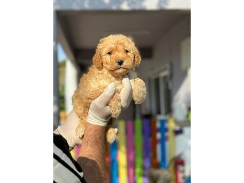 Maltipoo kapıda ödeme ve kredi kartı imkânı mevcuttur