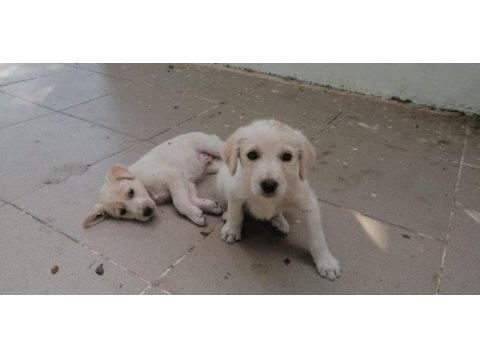 İngiliz çoban köpeği yavruları