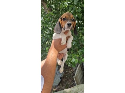 Orjinal beagle yavrular