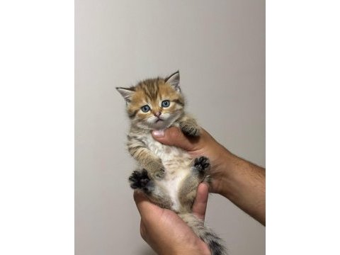 43 günlük olan tatlı kediler yeni sahiplerini arıyor