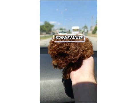 Orijinal toy poodle