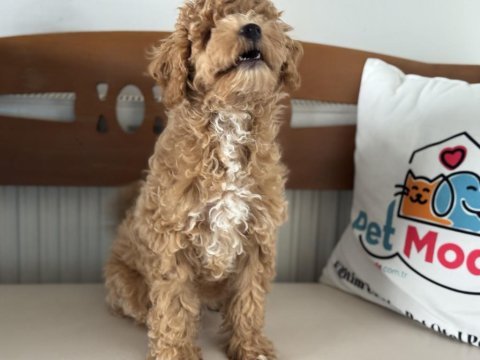 Petmode köpek çiftliğinde ziyarete açık maltipoo