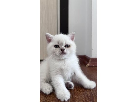 British shorthair blue point yavru kedim