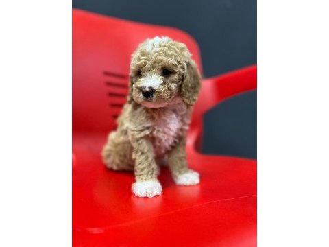 Poodle kalıtesınde safkan maltipoo