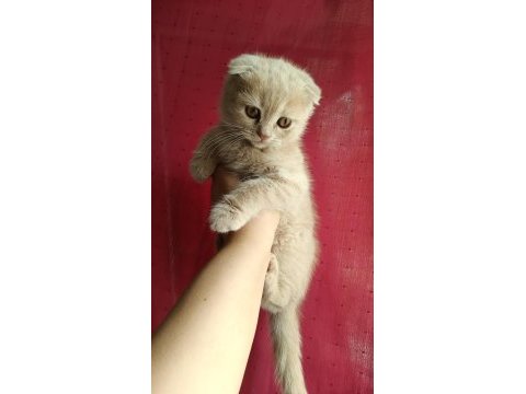 Ücretli sahiplendirme scottish fold