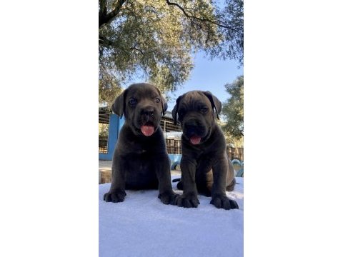 Muhteşem cane corso yavrularımız