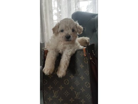 0 numara maltipoo bebekler