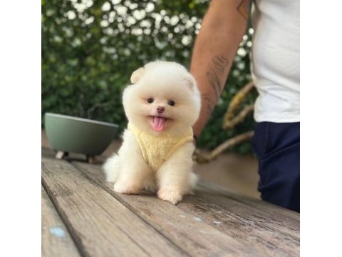 Premium güzellik pomeranian boo köpeği