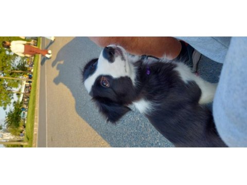 4 aylık dişi border collie