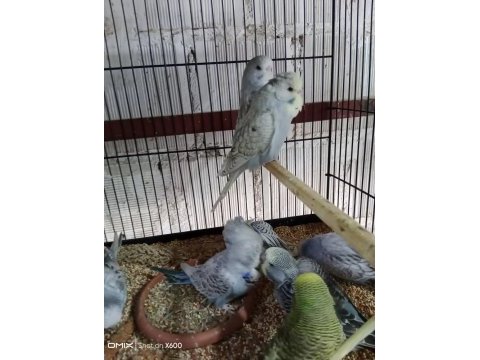 Konuşturmalık rainbow ve show jumbo muhabbet kuşu yavrular