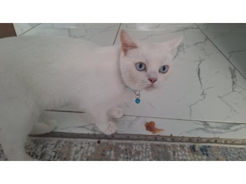 British shorthair rüya kızımıza yeni yuva arıyorum