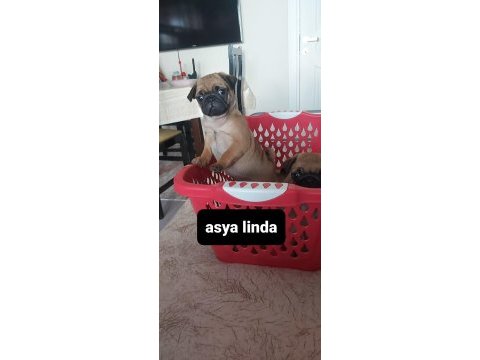 Pug mops bebekler