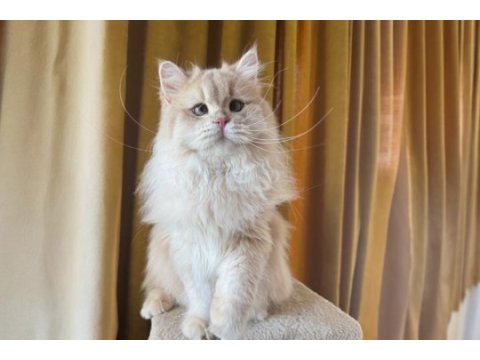 Sevimli british longhair kedimiz paşa