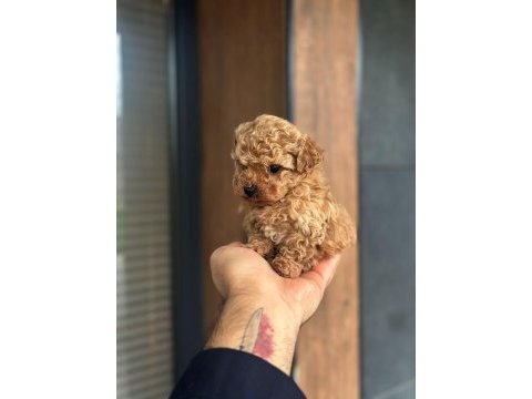 Kore poodle yavru köpeklerimiz