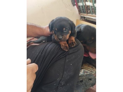 Orijinal rottweiler bebekler