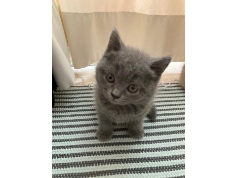 1 aylık british shorthair yavrular