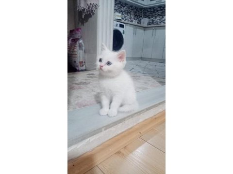 Mavi gözlü dişi yavru british shorthair