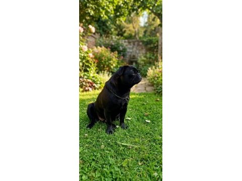 Mops siyah pug son yavru