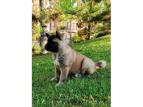 Amerikan akita yavru