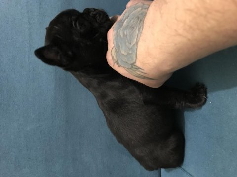 Podell_ankara sizin için seçtiği özel french bulldoglar