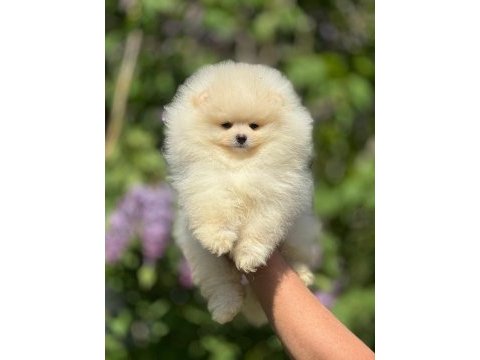 Pomeranian ırkının en güzel bebekleri