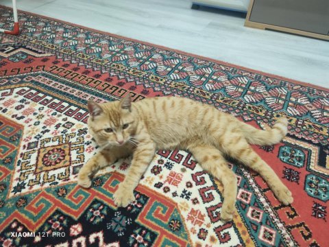 Sahibinden sarman kedimiz
