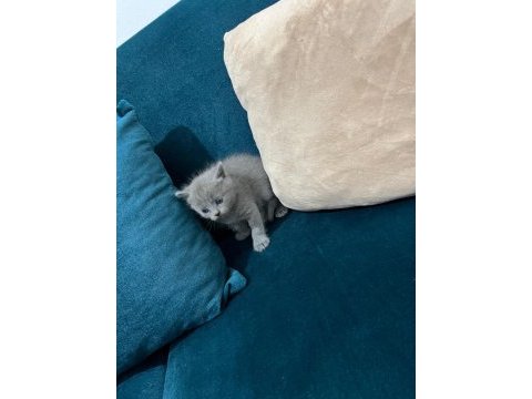 British shorthair kedisi