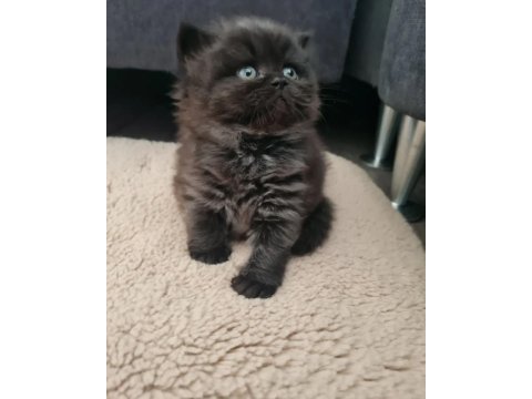 Çok tatlı iran kedisi oğlumuz yeni ailesini bekliyor