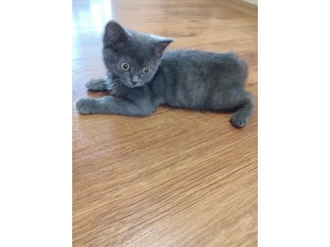 3 aylık yavru british shorthair