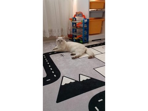 Lynx point british shorthair ücretli sahiplendirilecek