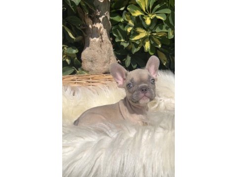 Exotic renk french bulldog yavrularım