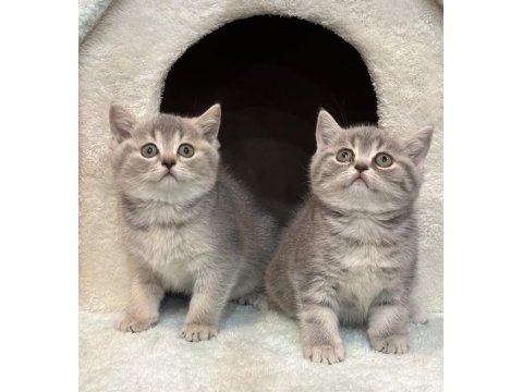 British shorthair bebekler